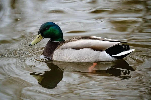 Closeup Shot Green Mallard Duck Swimming Pond — Stock Photo, Image