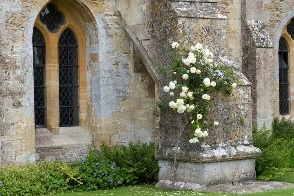 Krzew Białych Róż Zewnątrz Starego Muru Opactwa Zielone Rośliny Pod — Zdjęcie stockowe