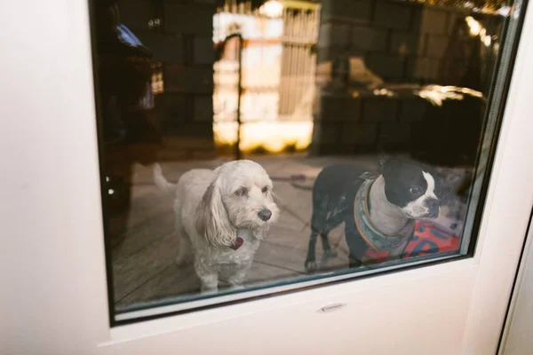 Dva Roztomilí Malí Domácí Psi Dívají Okna — Stock fotografie