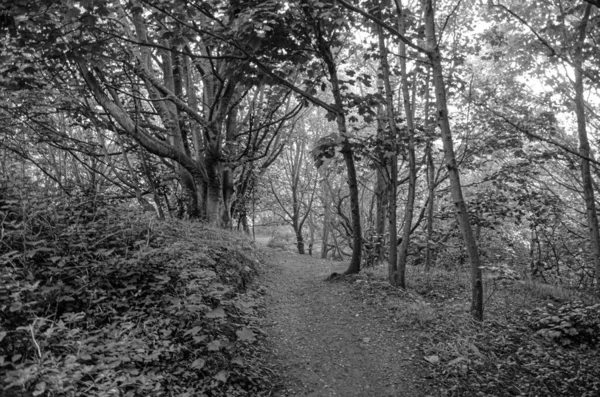 Sentier Milieu Une Forêt Niveaux Gris — Photo