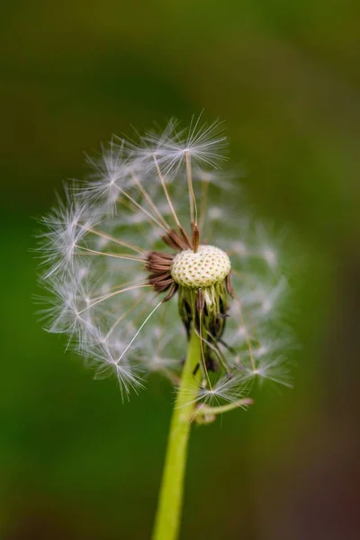 Tiro Close Vertical Dente Leão Taraxacum — Fotografia de Stock