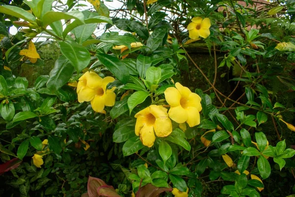 Желтые Цветы Алламанды Саду — стоковое фото