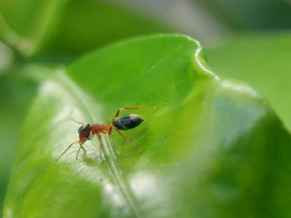 Yeşil Bir Yaprağın Üzerinde Zıplayan Örümceğin Myrmarachne Formicaria Makro Görüntüsü — Stok fotoğraf