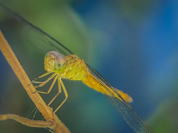 Closeup Shot Dragonfly Branch Tree — Stock Photo, Image