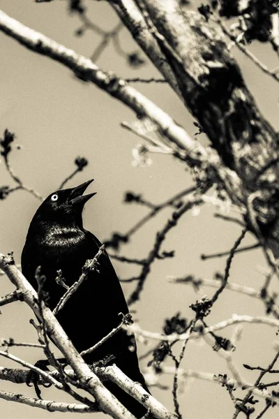 Plan Vertical Corbeau Perché Sur Une Branche Arbre Dans Arrière — Photo