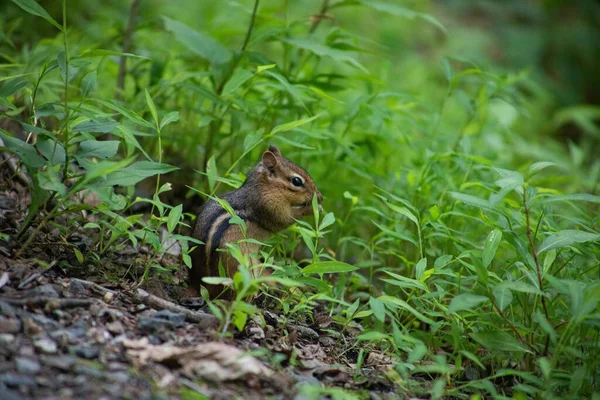 Nahaufnahme Eines Entzückenden Streifenhörnchens Das Eine Nuss Auf Einem Feld — Stockfoto