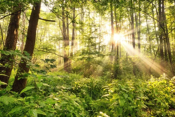 一缕美丽的阳光在绿树间闪耀 — 图库照片