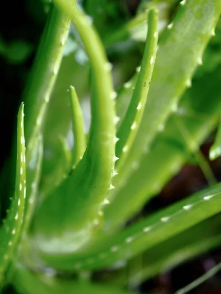 Eine Vertikale Aufnahme Von Aloe Vera Pflanzen — Stockfoto