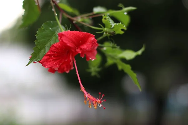 Μια Επιλεκτική Φωτογραφία Ενός Ανθισμένου Κόκκινου Λουλουδιού Ιβίσκου Σταγόνες Δροσιάς — Φωτογραφία Αρχείου