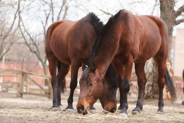 牧草地での数頭の馬の放牧 — ストック写真