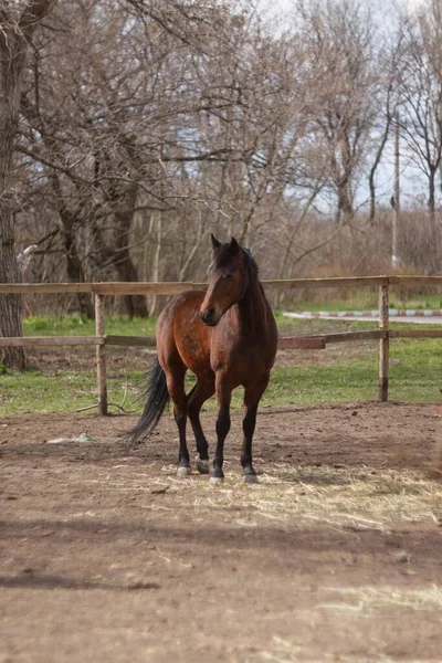 Hermoso Caballo Marrón Granja —  Fotos de Stock