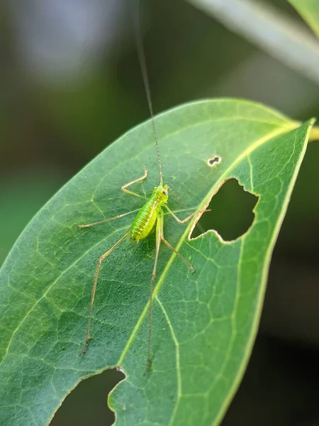 Yeşil Yaprağın Üzerinde Benekli Bir Cırcır Böceğinin Dikey Görüntüsü — Stok fotoğraf