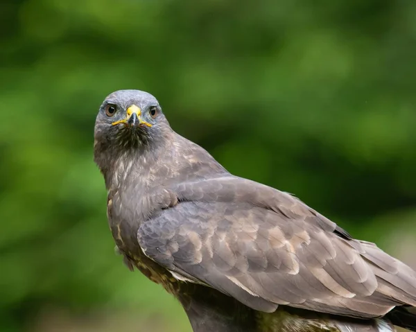 Närbild Vacker Vägkrok Eller Rupornis Magnirostris — Stockfoto