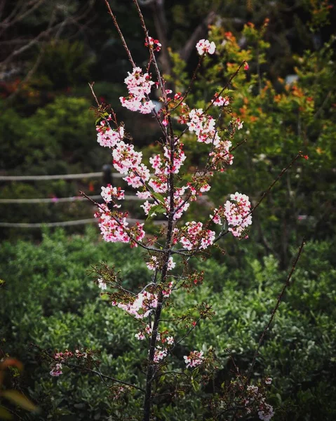 Tiro Close Vertical Árvore Flor Cereja Jovem Primavera Parque San — Fotografia de Stock
