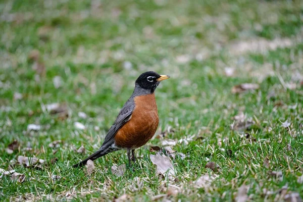 一只橙色知更鸟栖息在田野上的特写镜头 — 图库照片