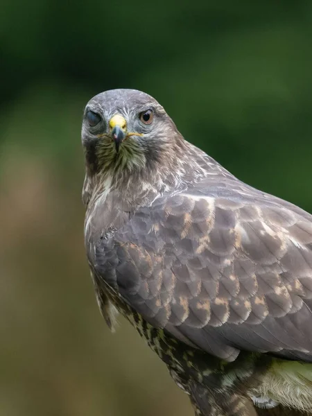 Een Verticale Close Van Een Mooie Berm Havik Rupornis Magnirostris — Stockfoto