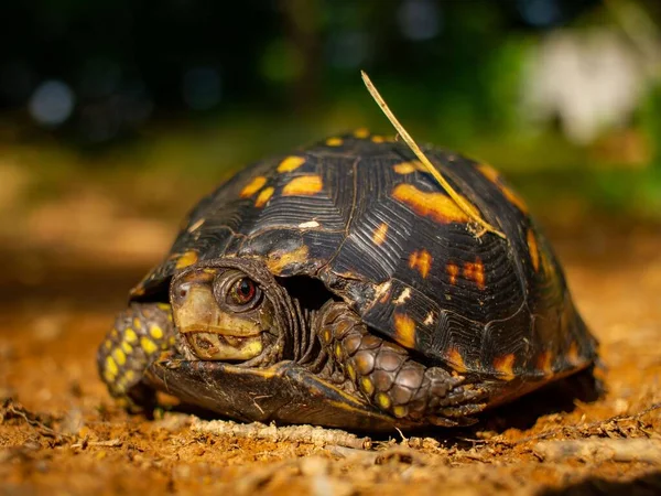 Eine Tennessee Schildkröte Der Sonne — Stockfoto