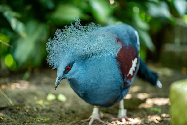 Een Close Opname Van Een Blauwe Western Gekroonde Duif Een — Stockfoto