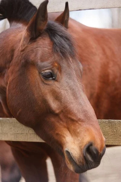 フェンスの後ろの茶色の馬の垂直閉鎖ショット — ストック写真