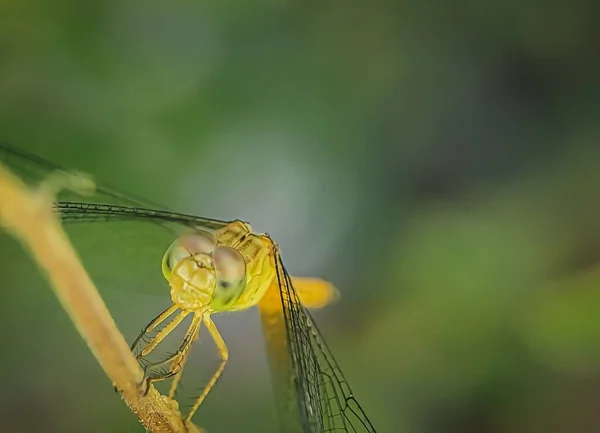 Plan Macro Une Libellule Perchée Sur Une Brindille — Photo