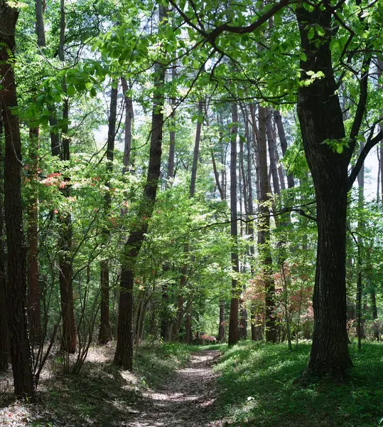 背の高い木に囲まれた森の中の細い道の垂直ショット — ストック写真