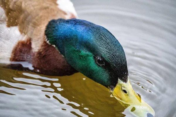 Detailní Záběr Zelené Divoké Kachny Brodící Jezírku — Stock fotografie