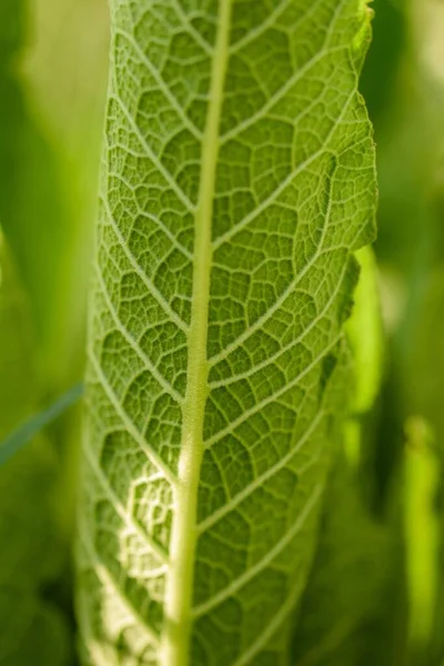 緑の植物の静脈の垂直閉鎖ショット — ストック写真