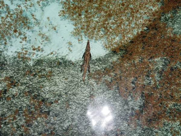 Воздушный Снимок Потерянного Аллигатора Плавающего Между Островами Сан Блас Панаме — стоковое фото