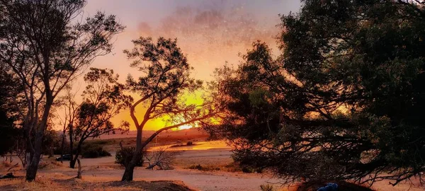 Krásný Záběr Siluet Stromů Lese Při Západu Slunce — Stock fotografie