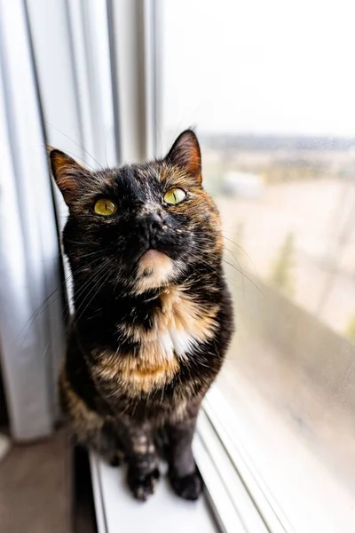 Vertical Shot Black Orange Calico Cat Windowsill — Stock Photo, Image