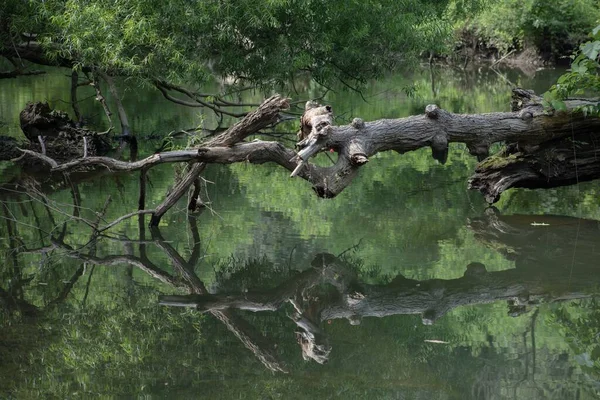 Ein Umgestürzter Baumstamm Über Einem Spiegelnden Grünen See — Stockfoto