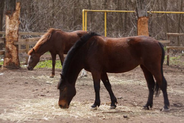 A couple of brown horses grazing in a pasture