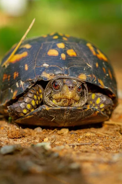 Güneşte Bir Tennessee Kaplumbağası — Stok fotoğraf
