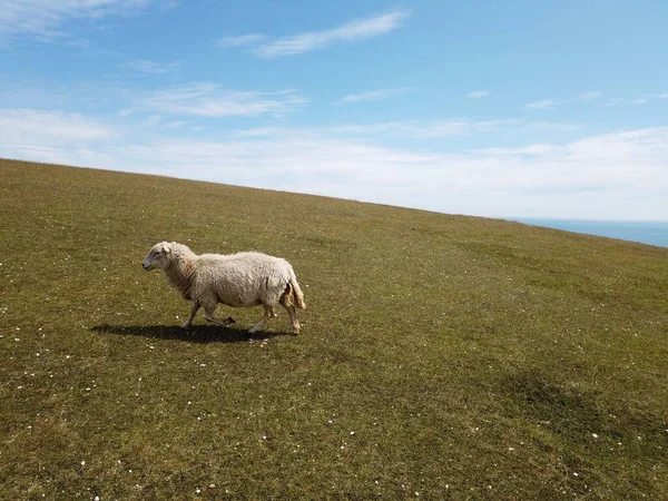 澄んだ空の下の緑の丘の上を歩く羊の眺め — ストック写真