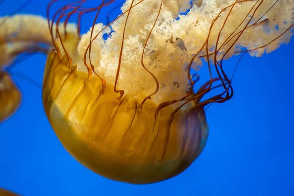 Detailní Záběr Žluté Medúzy Plavající Pod Vodou Akváriu — Stock fotografie