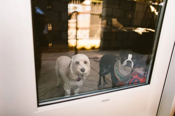 两只可爱的小狗从窗户往外看 — 图库照片