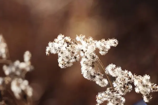 Selektivní Ostření Záběr Bílých Nadýchaných Květin Větvi — Stock fotografie