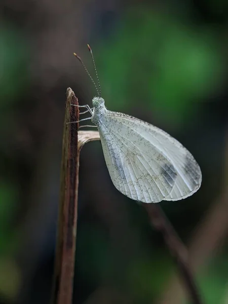 Vertical Shot Psyche Branch Blurry Background — Stock Photo, Image