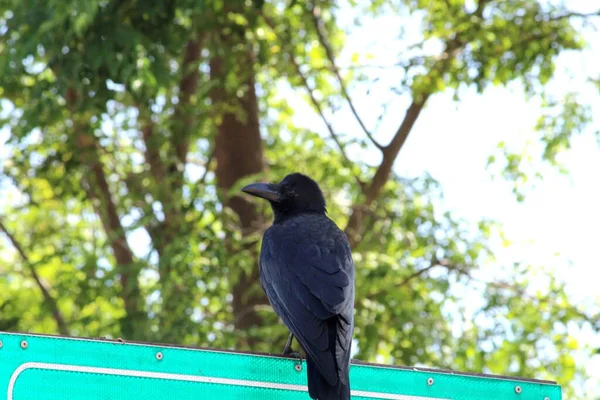 Indian Jungle Crow Sitting Signboard — Stock Photo, Image