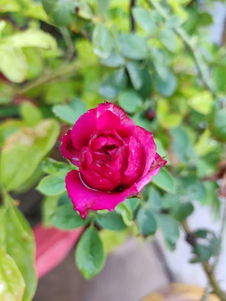 Plano Vertical Una Rosa Floreciente —  Fotos de Stock
