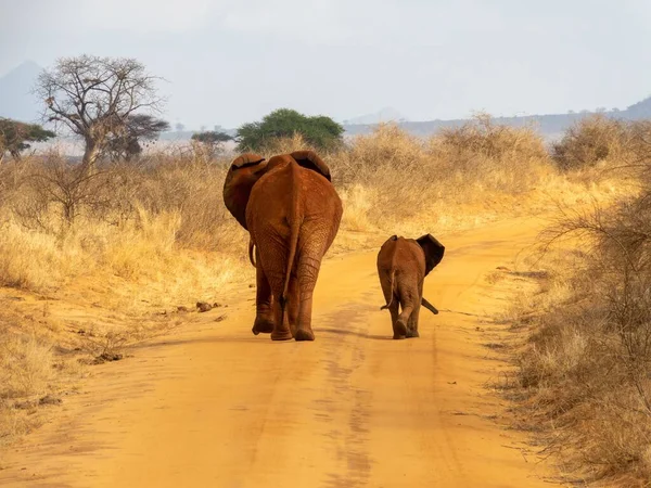 砂の道を歩くゾウとゾウの赤ちゃんの背中の景色 — ストック写真
