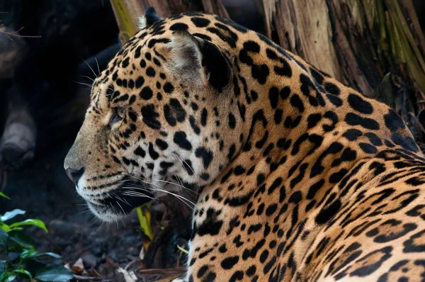 Primo Piano Leopardo Selvatico Panthera Pardus — Foto Stock