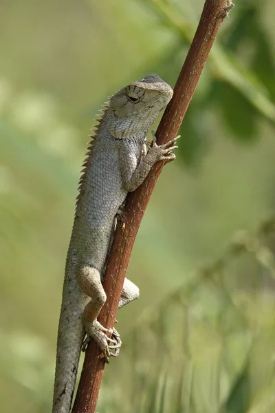 Sıradan Bir Iguananın Ağaç Dalına Asılı Dikey Görüntüsü — Stok fotoğraf