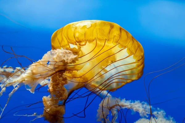 Крупный План Медузы Водой — стоковое фото