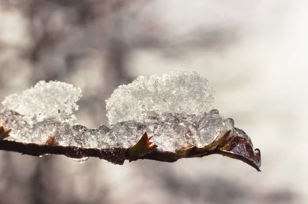 Primer Plano Una Delgada Rama Cubierta Hielo Durante Invierno —  Fotos de Stock