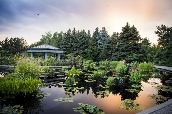 Beautiful Shot Water Lilies Other Plants Pool Background Spruces — Stock Photo, Image