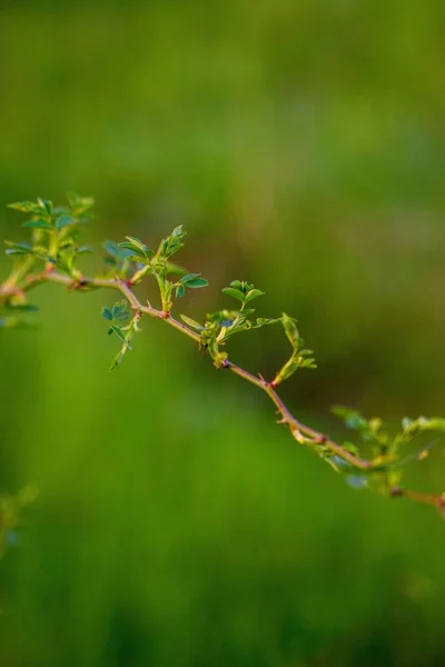 緑の背景を背景に木の枝の垂直クローズアップショット — ストック写真