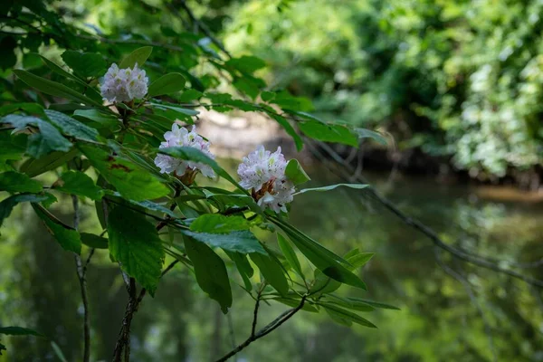 シャクナゲの枝の花のクローズアップショット — ストック写真