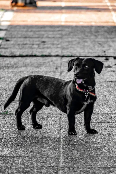 Tiro Vertical Cão Labrador Preto Bonito — Fotografia de Stock