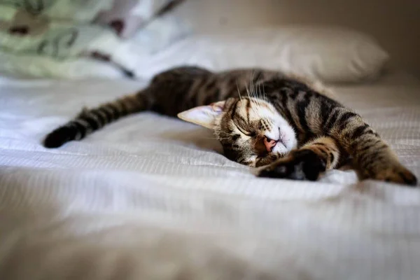 Cute Tabby Cat Comfortably Sleeping Bed — Stock Photo, Image